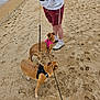 dog, beach, sand, leash, person, shorts, sweatshirt, ocean, water, footwear, harness, animal, pet, outdoor, summer, walking, human, shoreline, casual_clothing, daytime