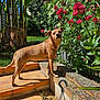 Poppy Et Birdie a rejoint le concours — aidez-le/la à gagner de superbes lots ! dog, brown_dog, garden, steps, flowers, greenery, plants, sunlight, outdoor, backyard, tile_floor, curious, pet, summer, nature, daytime, canine, animal, leaves, shadows