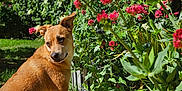 Poppy Et Birdie participe au concours pour gagner de l'argent avec cette photo : dog, brown_dog, garden, flowers, pink_flowers, greenery, brick, sunlight, blue_sky, outdoor, plant, pet, canine, nature, grass, leaf, daylight, small_steps, curious, portrait