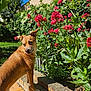 Poppy Et Birdie participe au concours pour gagner de l'argent avec cette photo : dog, brown_dog, garden, flowers, pink_flowers, greenery, brick, sunlight, blue_sky, outdoor, plant, pet, canine, nature, grass, leaf, daylight, small_steps, curious, portrait