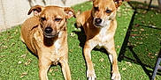 Poppy Et Birdie a rejoint le concours — aidez-le/la à gagner de superbes lots ! dog, canine, pet, outdoor, grass, sunlight, shadow, garden, animal, two_dogs, brown_dog, relaxing, daylight, nature, fence, ears, paw, muzzle, alert, companion