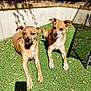 dog, canine, pet, outdoor, grass, sunlight, shadow, garden, animal, two_dogs, brown_dog, relaxing, daylight, nature, fence, ears, paw, muzzle, alert, companion