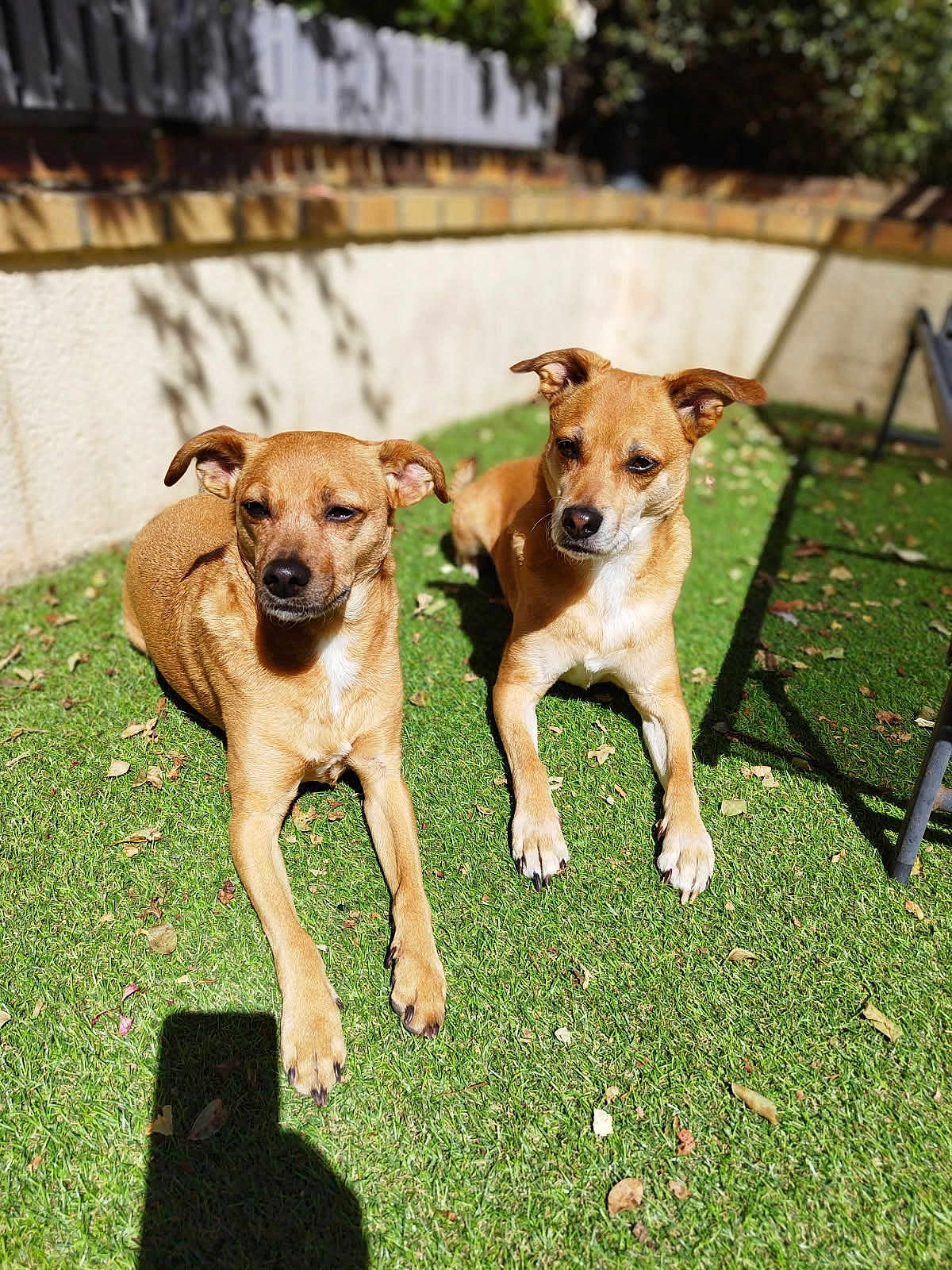 Poppy Et Birdie a rejoint le concours — aidez-le/la à gagner de superbes lots ! dog, canine, pet, outdoor, grass, sunlight, shadow, garden, animal, two_dogs, brown_dog, relaxing, daylight, nature, fence, ears, paw, muzzle, alert, companion