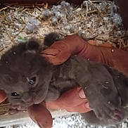 Charli participe au concours pour gagner de l'argent avec cette photo : kitten, gray, hands, animal, baby, furry, cute, pet, small, sleepy, outdoor, straw, bedding, fur, mammal, domestic, young, closeup, cage, resting