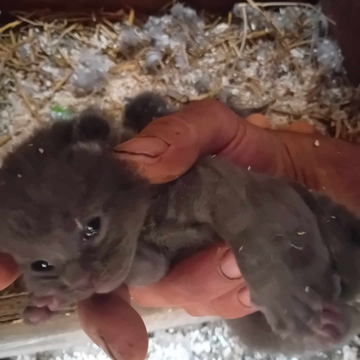 Charli participe au concours pour gagner de l'argent avec cette photo : animal, baby, bedding, cage, closeup, cute, domestic, fur, furry, gray, hands, kitten, mammal, outdoor, pet, resting, sleepy, small, straw, young