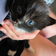 Kicia joined the competition — help win amazing prizes! animal, black_and_white, blue_eyes, cat, close_up, comfort, curious, cute, domestic_animal, feline, fur, hand, holding, human, indoor, kitten, person, pet, whiskers, young