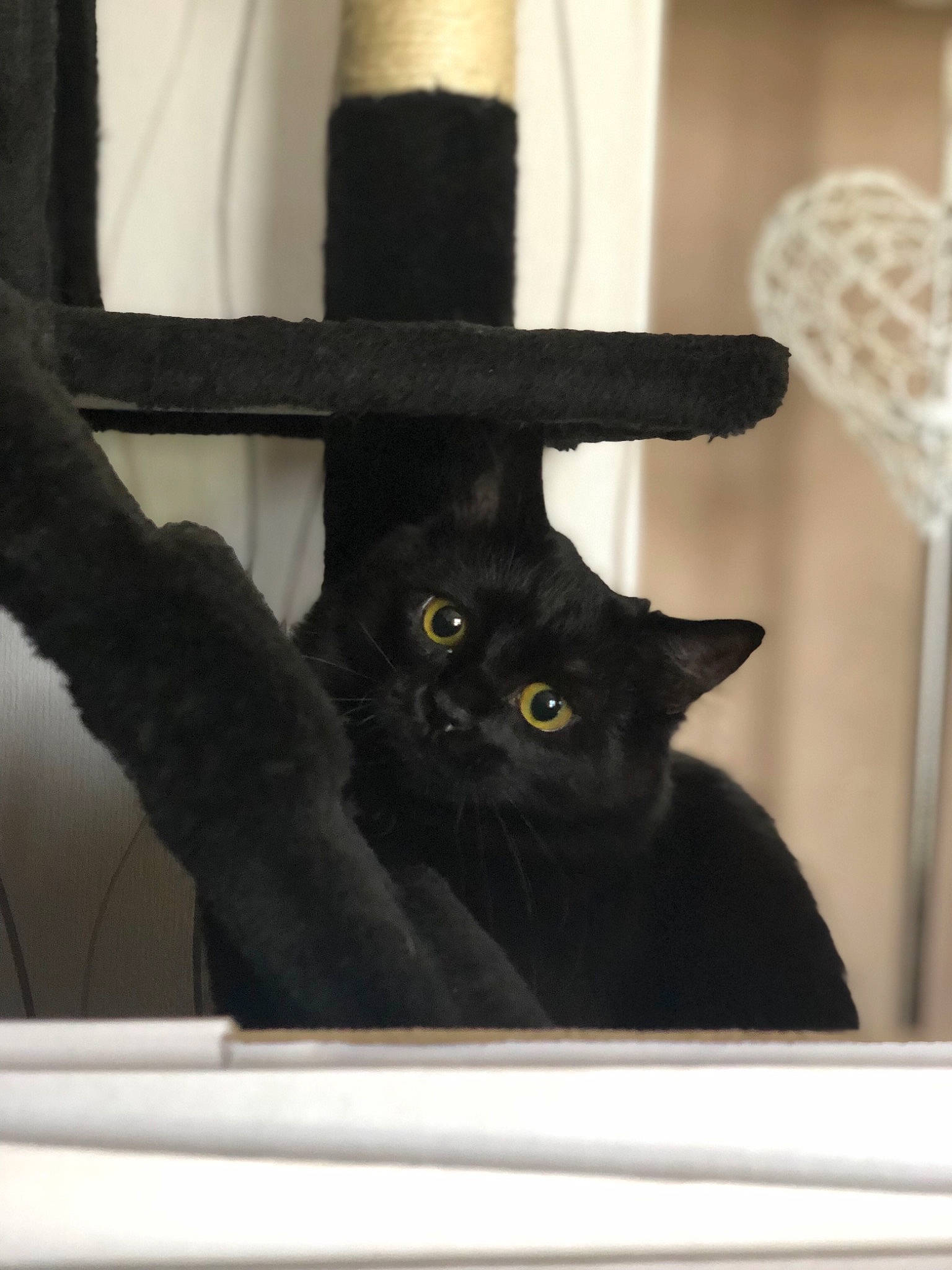 Winnie a rejoint le concours — aidez-le/la à gagner de superbes lots ! asian, black_cat, bombay, british_shorthair, carnivore, cat, domestic_short_haired_cat, felidae, small_to_medium_sized_cats, whiskers, window