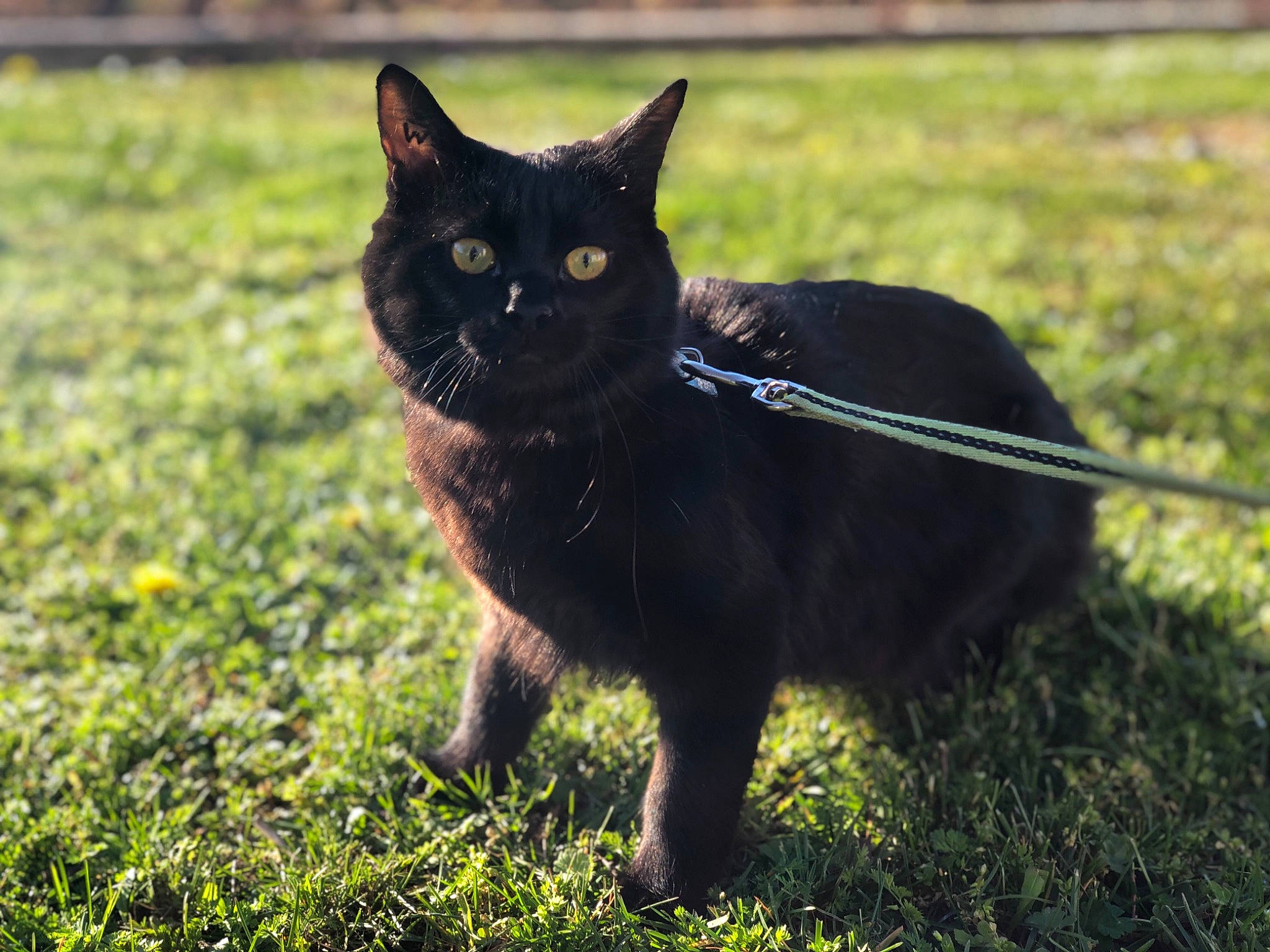 Winnie a rejoint le concours — aidez-le/la à gagner de superbes lots ! asian, black_cat, bombay, burmese, carnivore, cat, domestic_short_haired_cat, eye, felidae, german_rex, grass, havana_brown, lawn, mammal, plant, sky, small_to_medium_sized_cats, snout, tail, whiskers