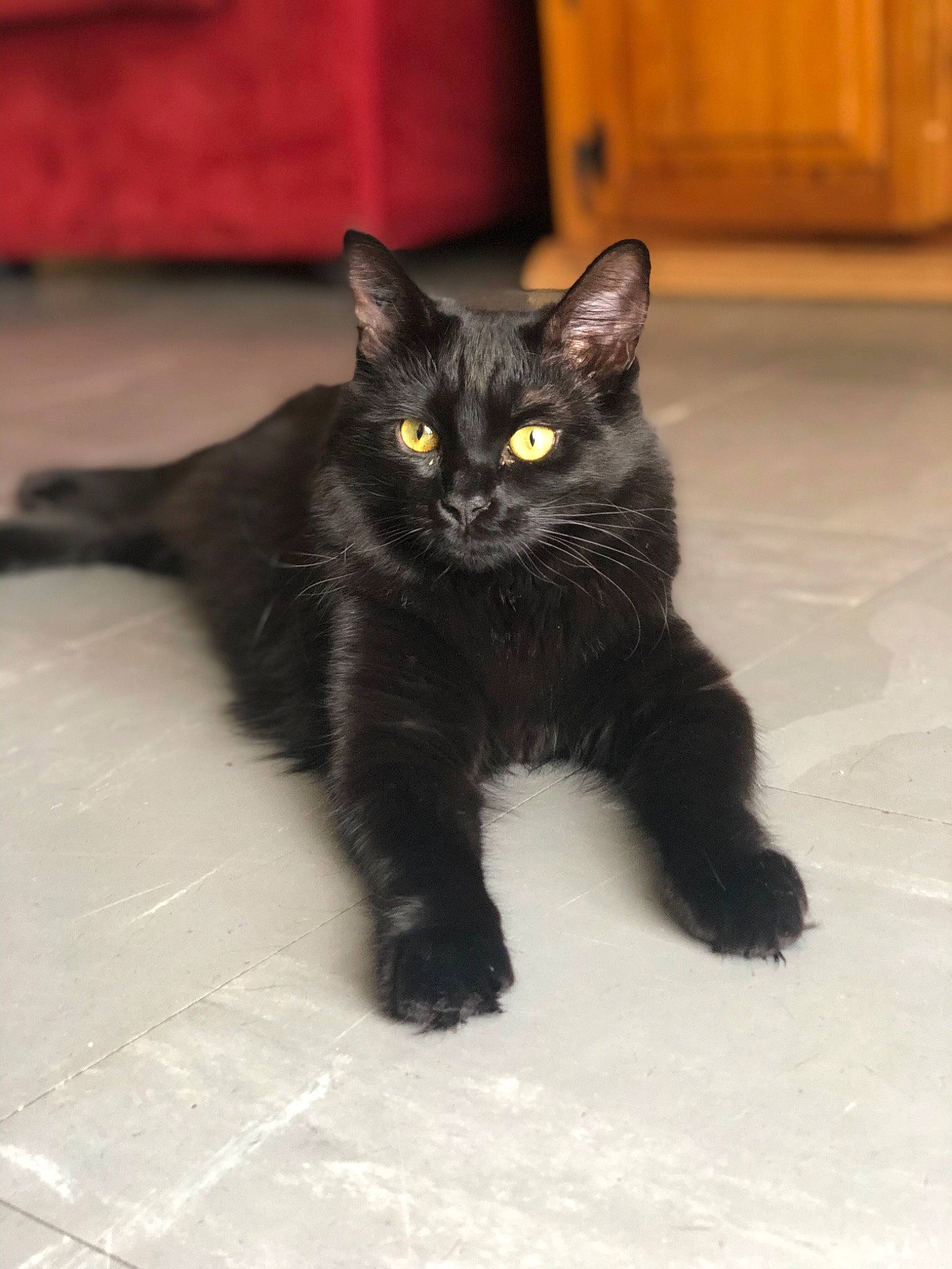 Winnie a rejoint le concours — aidez-le/la à gagner de superbes lots ! asian, black, black_cat, bombay, carnivore, cat, claw, domestic_long_haired_cat, domestic_short_haired_cat, eye, felidae, kitten, mammal, paw, polydactyl_cat, small_to_medium_sized_cats, snout, tail, vertebrate, whiskers