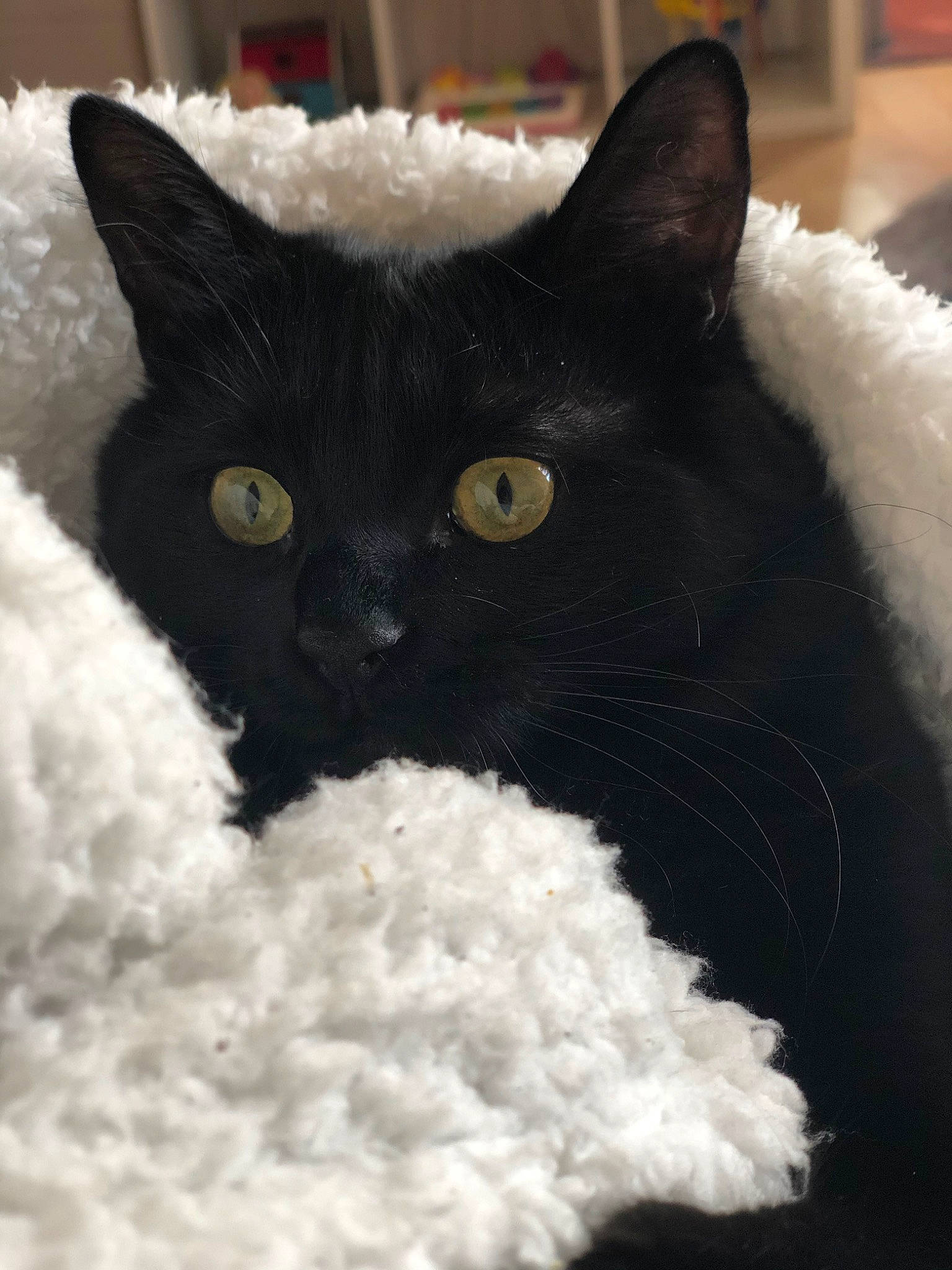 Winnie participe au concours pour gagner de l'argent avec cette photo : black, black_and_white, black_cat, british_semi_longhair, carnivore, cat, domestic_long_haired_cat, domestic_short_haired_cat, ear, eye, felidae, fur, german_rex, kitten, mammal, selkirk_rex, small_to_medium_sized_cats, snout, whiskers