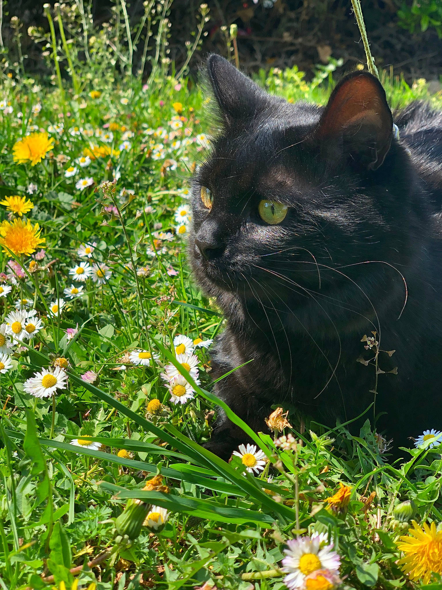 Winnie participe au concours pour gagner de l'argent avec cette photo : black_cat, british_semi_longhair, british_shorthair, carnivore, cat, chartreux, domestic_short_haired_cat, fawn, felidae, flower, grass, herbaceous_plant, meadow, plant, small_to_medium_sized_cats, whiskers, wildflower