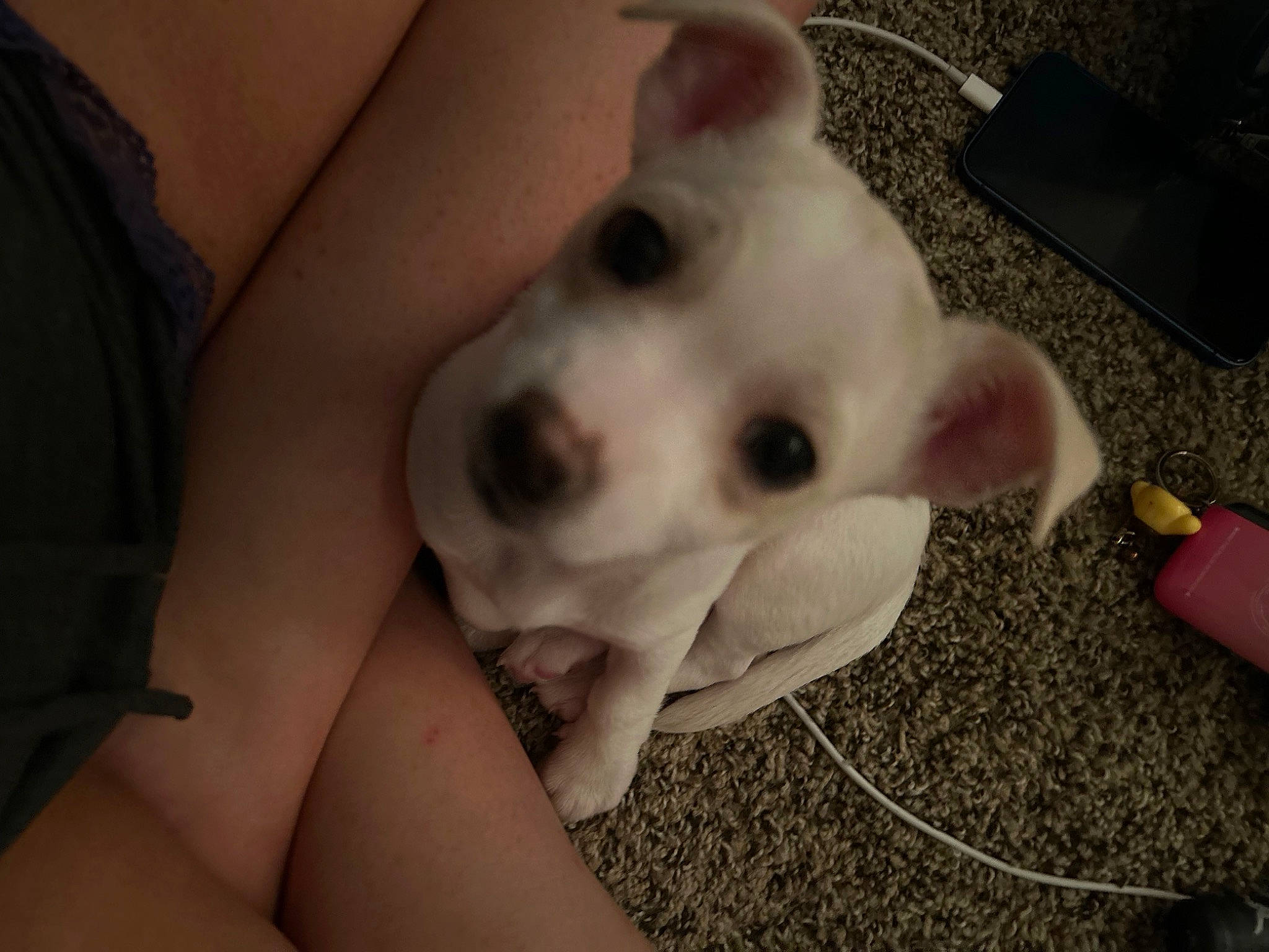 Snowflake joined the competition — help win amazing prizes! canidae, carnivore, comfort, companion_dog, computer_keyboard, dog, dog_breed, fawn, flooring, foot, fur, gesture, human_leg, nail, paw, snout, tail, toy_dog, whiskers, working_animal