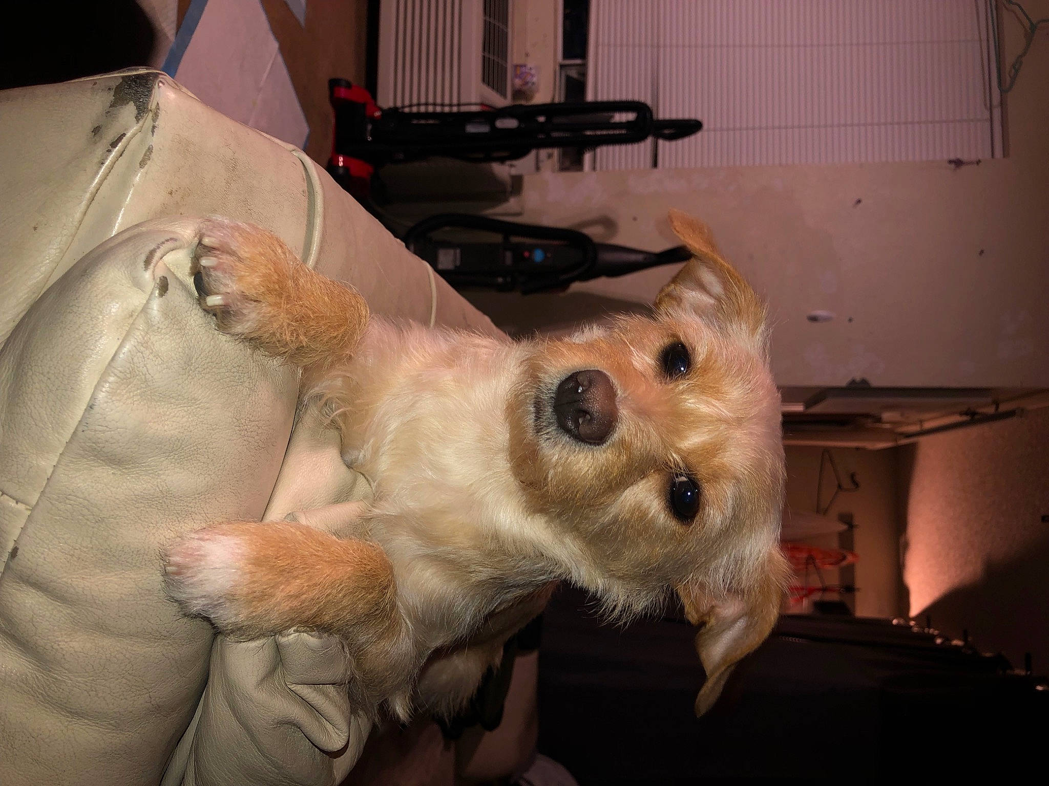 Luna joined the competition — help win amazing prizes! canidae, carnivore, companion_dog, dog, dog_breed, ear, eye, fawn, felidae, flesh, fur, jaw, non_sporting_group, paw, small_terrier, snout, sporting_group, toy_dog, whiskers