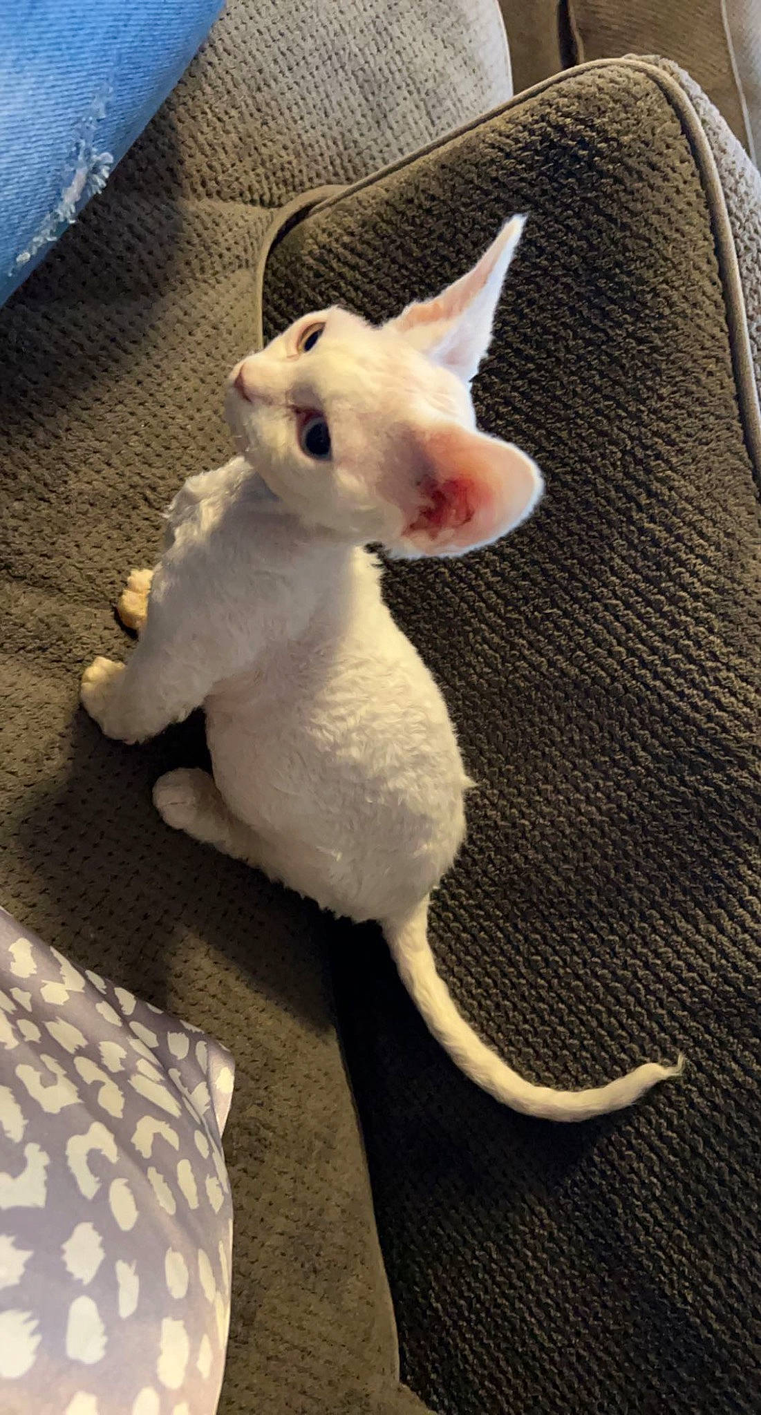 Penelope joined the competition — help win amazing prizes! canidae, carnivore, cat, claw, comfort, companion_dog, dog_breed, ear, eye, fawn, felidae, fur, human_body, paw, small_to_medium_sized_cats, snout, tail, terrestrial_animal, toy, whiskers