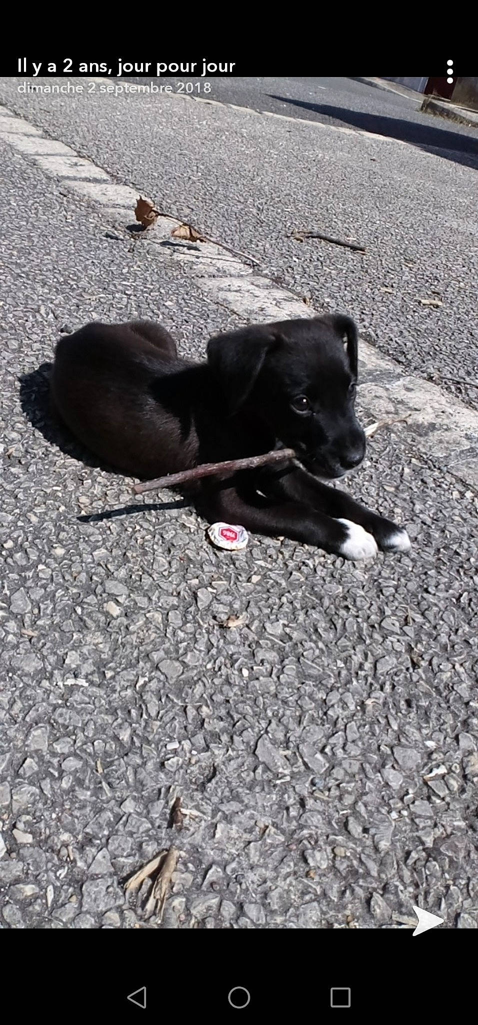 Falko a rejoint le concours — aidez-le/la à gagner de superbes lots ! asphalt, borador, canidae, carnivore, companion_dog, concrete, dog, dog_breed, fur, grass, road_surface, shadow, sidewalk, snout, soil, sporting_group, tail, tar, tints_and_shades, working_animal