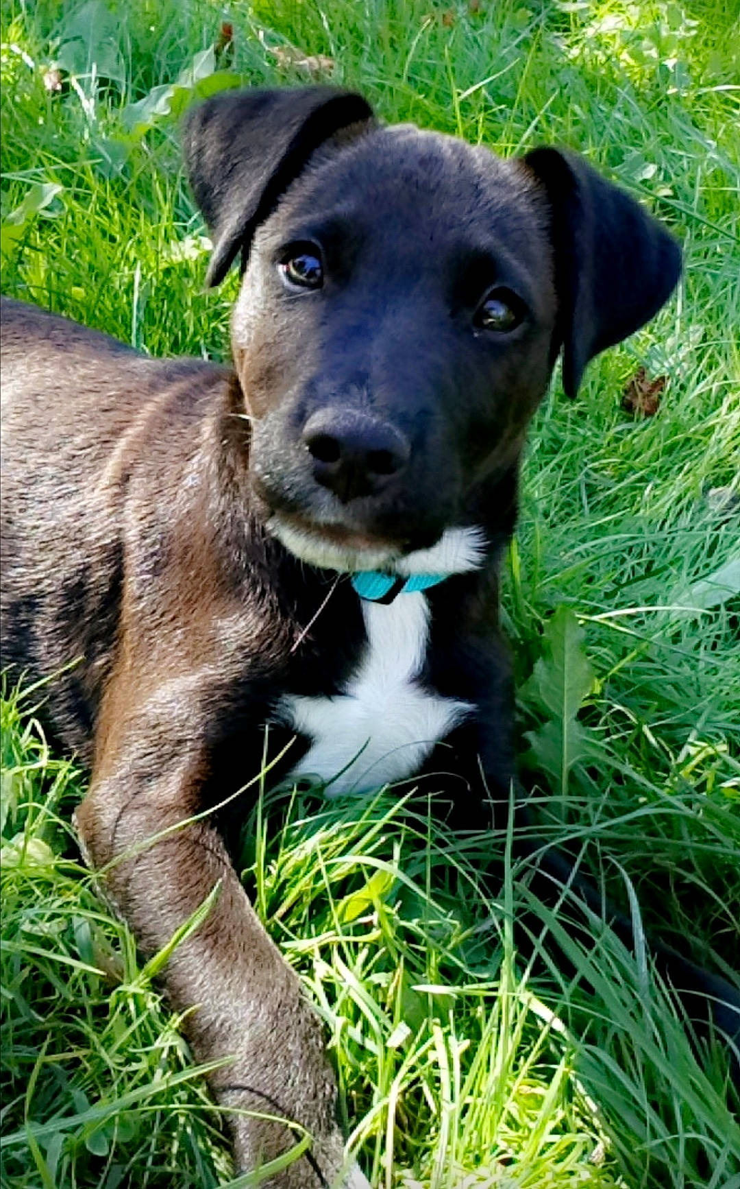 Falko participe au concours pour gagner de l'argent avec cette photo : annual_plant, borador, carnivore, collar, companion_dog, dog, dog_breed, dog_collar, fawn, grass, groundcover, herb, hierochloe, plant, snout, sporting_group, terrestrial_animal, terrestrial_plant, whiskers, working_animal