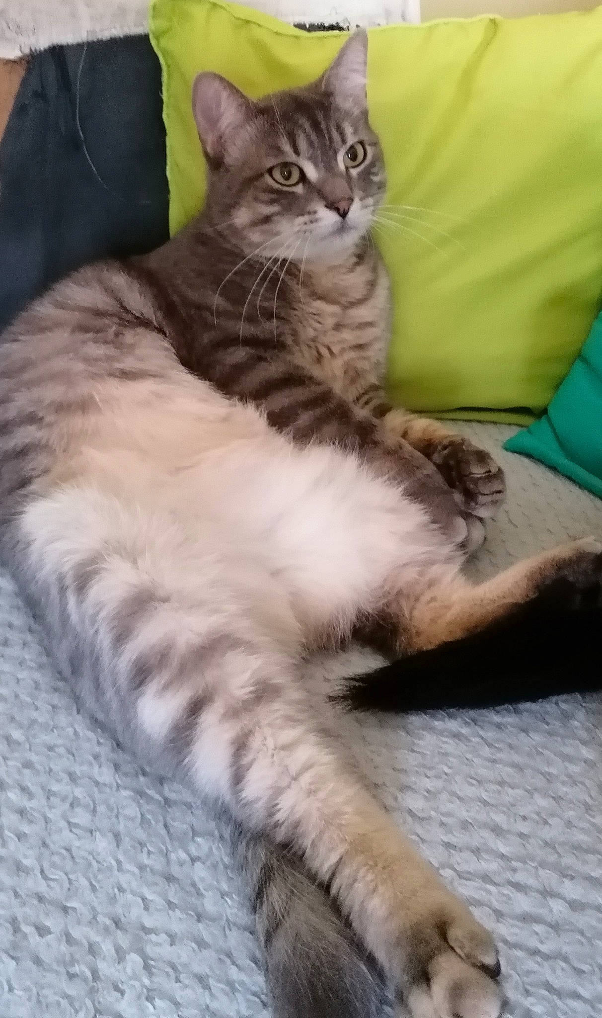 Iron participe au concours pour gagner de l'argent avec cette photo : bed, carnivore, cat, claw, comfort, couch, domestic_short_haired_cat, fawn, felidae, foot, fur, paw, sitting, small_to_medium_sized_cats, snout, tail, terrestrial_animal, whiskers, wildlife