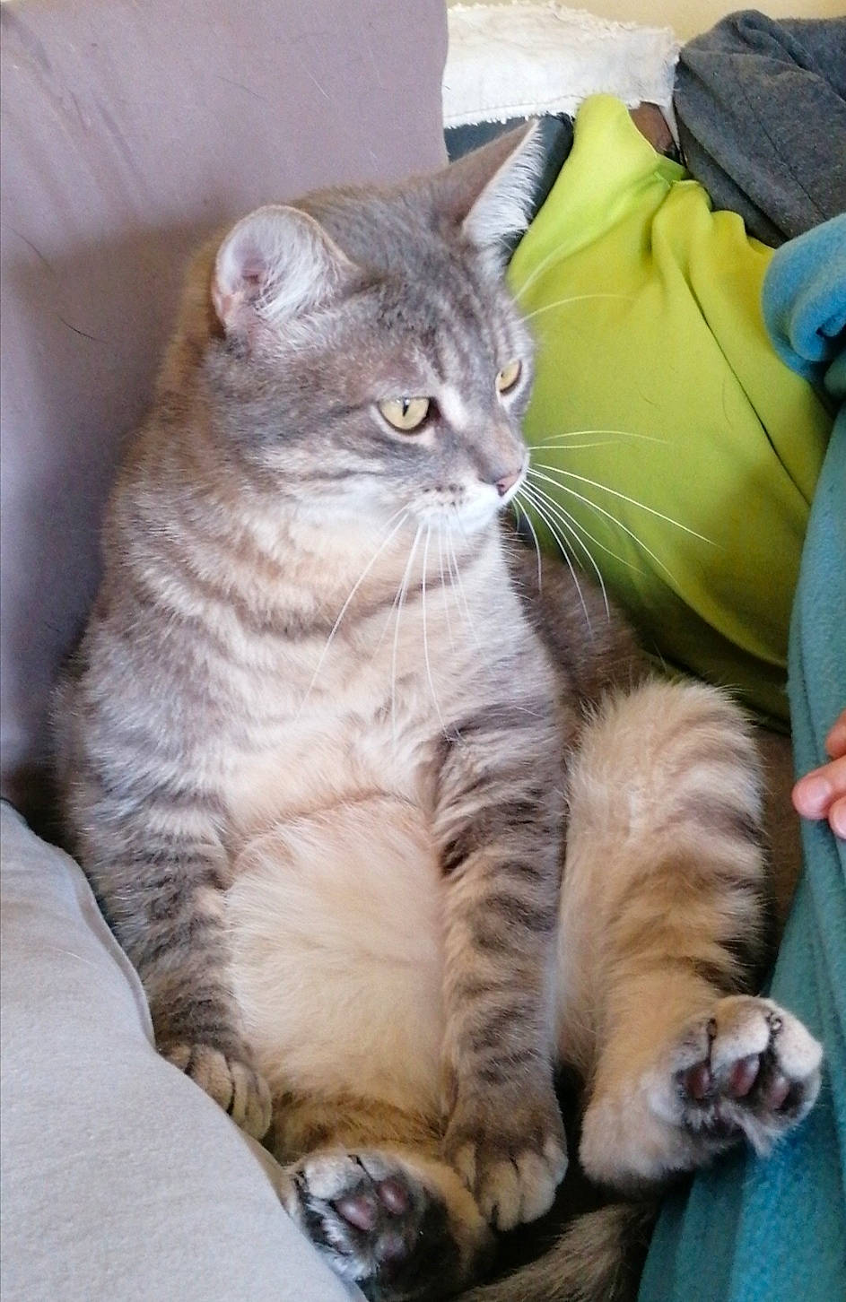 Iron participe au concours pour gagner de l'argent avec cette photo : carnivore, cat, claw, comfort, domestic_short_haired_cat, eye, fawn, felidae, foot, fur, nap, paw, sitting, small_to_medium_sized_cats, snout, tail, terrestrial_animal, whiskers