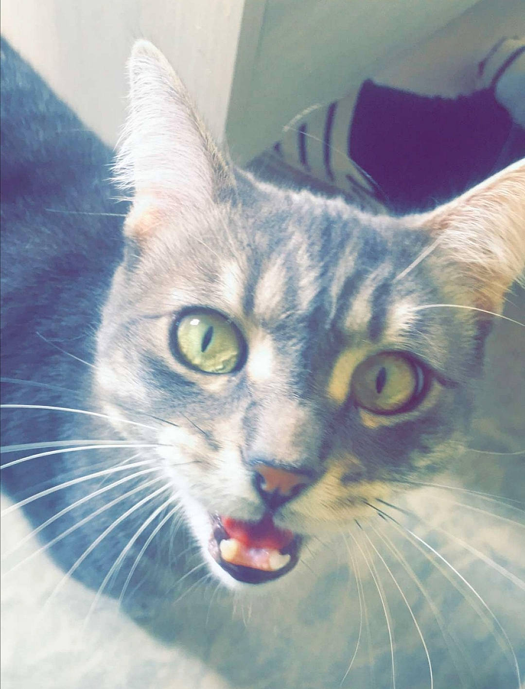 Iron a rejoint le concours — aidez-le/la à gagner de superbes lots ! art, carnivore, cat, domestic_short_haired_cat, ear, eye, felidae, fur, hair, illustration, iris, jaw, paint, paw, photo_caption, sky, small_to_medium_sized_cats, snout, whiskers, wildlife