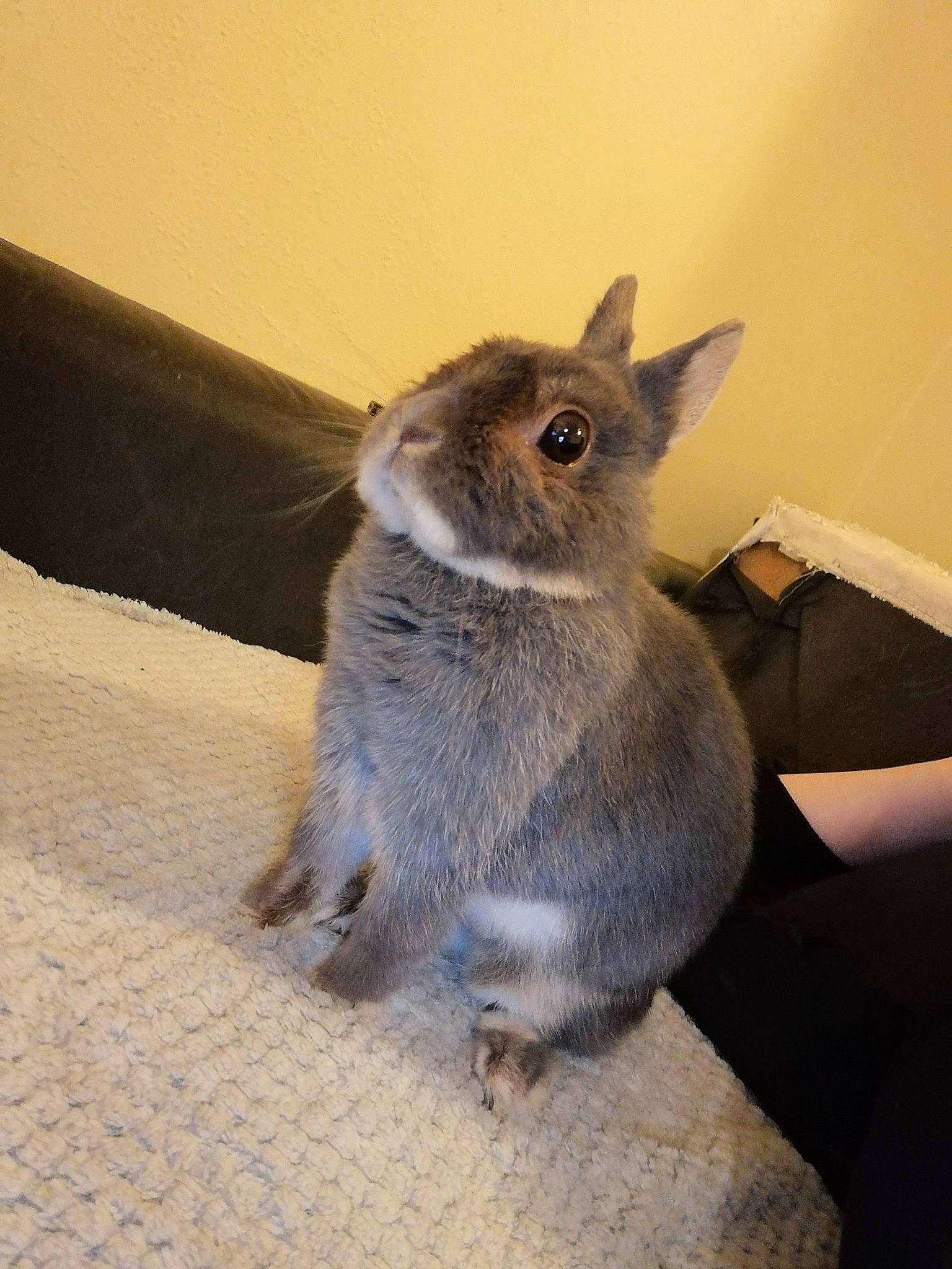 Maë participe au concours pour gagner de l'argent avec cette photo : comfort, domestic_rabbit, ear, fawn, felidae, foot, fur, grey, marsupial, rabbit, rabbits_and_hares, sitting, snout, tail, terrestrial_animal, whiskers, wood