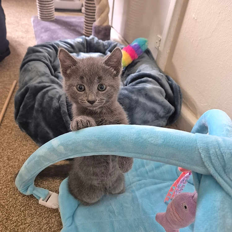Bobbi joined the competition — help win amazing prizes! animal, carpet, cat, cat_bed, colorful, cozy, curious, cute, feline, gray_cat, home, indoor, kitten, paw, pet, pet_toy, play_gym, small_animal, soft_toy, young