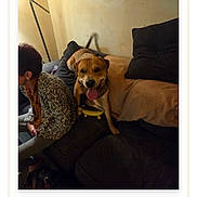 Teddy joined the competition — help win amazing prizes! dog, couch, person, indoor, wall, lamp, smiling, tongue_out, seated, brown_dog, blanket, dark_furniture, cozy, living_room, pet, tail, relaxed, home, patterned_sweater, casual