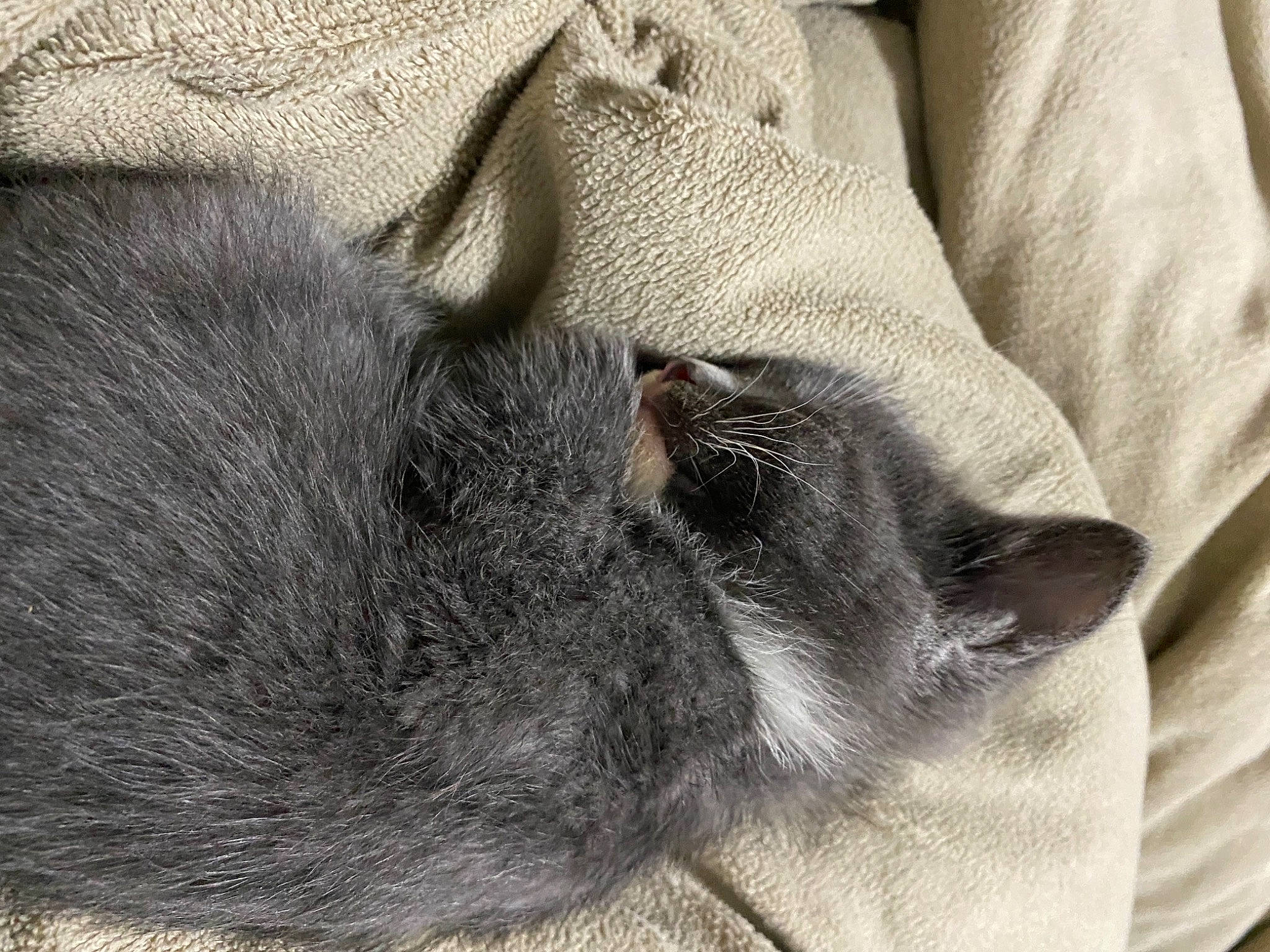 Lavender is registered to the contest to win money with this photo: british_shorthair, burmese, carnivore, cat, chartreux, domestic_short_haired_cat, ear, fawn, felidae, fur, kitten, korat, nap, nebelung, russian_blue, sleep, small_to_medium_sized_cats, snout, whiskers