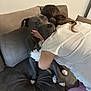 affection, animal, black_dog, brown_hair, casual_clothing, close_up, comfort, companionship, couch, dog, friendly, home, hug, human, indoor, love, person, pet, relaxation, white_chest