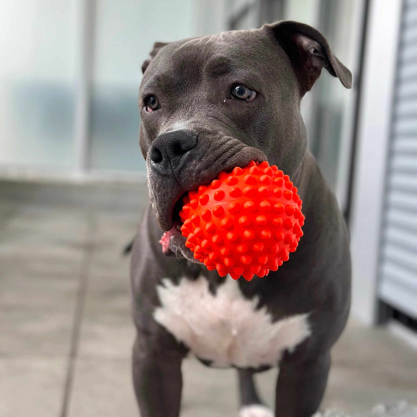 Jack participe au concours pour gagner de l'argent avec cette photo : animal, canine, closeup, cute, dog, domestic_animal, floor, grey_dog, indoor, looking_away, mammal, nose, orange_ball, pet, pets, playful, portrait, standing, toy, white_chest
