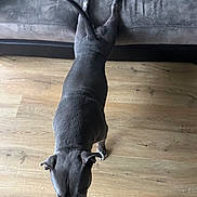 Jack a rejoint le concours — aidez-le/la à gagner de superbes lots ! dog, gray_dog, wooden_floor, couch, indoor, pet, tail, walking, shoe, white_sneaker, flooring, domestic_animal, canine, fur, head, ears, quiet, home, companion, animal