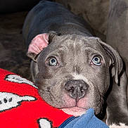Jack participe au concours pour gagner de l'argent avec cette photo : animal, blanket, blue_blanket, blue_eyes, close_up, couch, cute, dog, ears, expression, face, fur, gray_dog, indoor, nose, pet, puppy, red_blanket, resting, young_dog