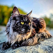 Muffy joined the competition — help win amazing prizes! cat, long_hair, yellow_eyes, rock, outdoor, nature, sunlight, animal, portrait, feline, relaxed, close_up, wildlife, daylight, mammal, fur, whiskers, wild, calm, background_blur
