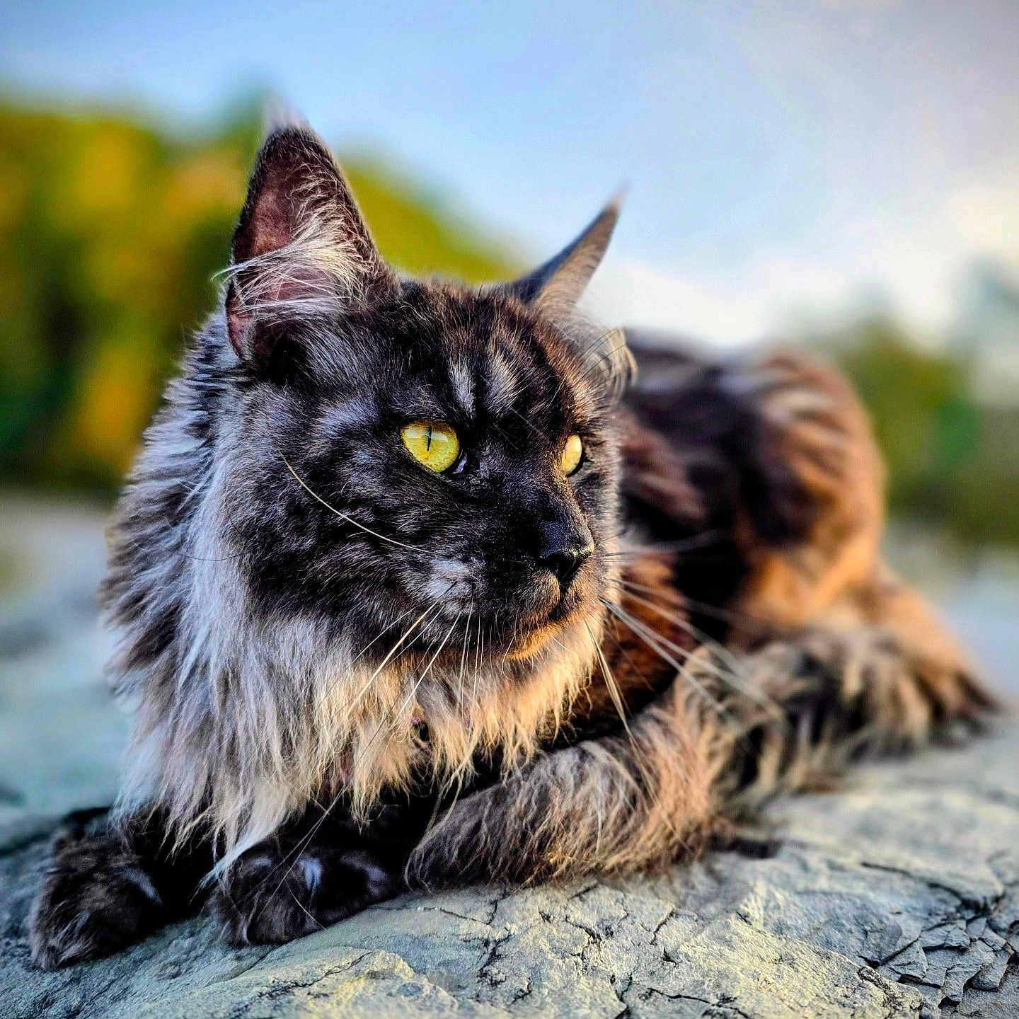 Muffy joined the competition — help win amazing prizes! animal, background_blur, calm, cat, close_up, daylight, feline, fur, long_hair, mammal, nature, outdoor, portrait, relaxed, rock, sunlight, whiskers, wild, wildlife, yellow_eyes