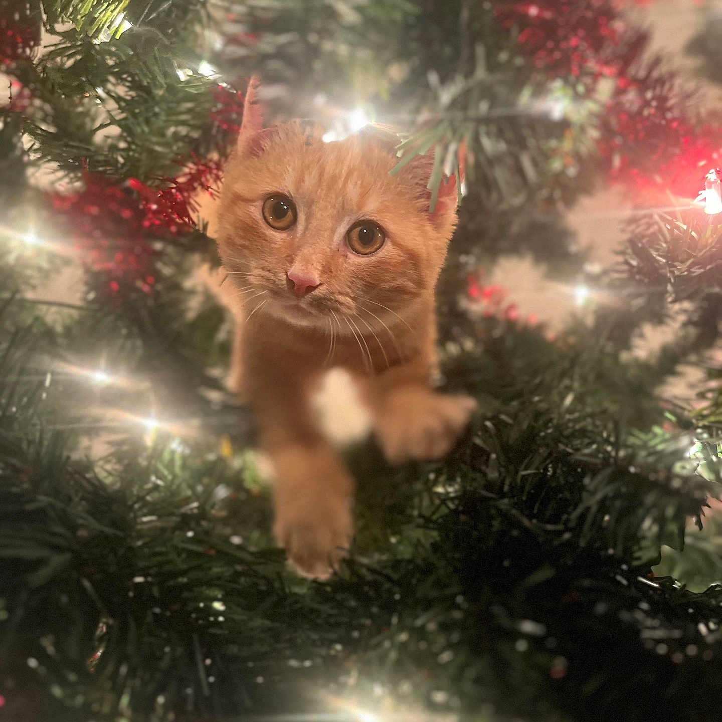Atticus joined the competition — help win amazing prizes! abyssinian, accessories, animal, cat, christmas, christmasdecorations, christmastree, conifer, festival, jungle, kitten, leaf, lighting, manx, nature, outdoors, pet, plant, tree, vegetation