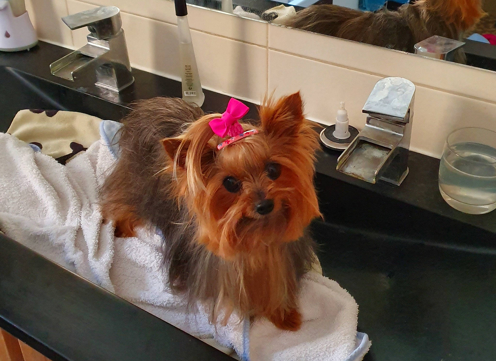 Jenny participe au concours pour gagner de l'argent avec cette photo : australian_silky_terrier, australian_terrier, biewer_terrier, canidae, carnivore, companion_dog, dog, dog_breed, dog_clothes, ear, fawn, liver, mammal, morkie, norwich_terrier, puppy, small_terrier, terrier, toy_dog, yorkshire_terrier