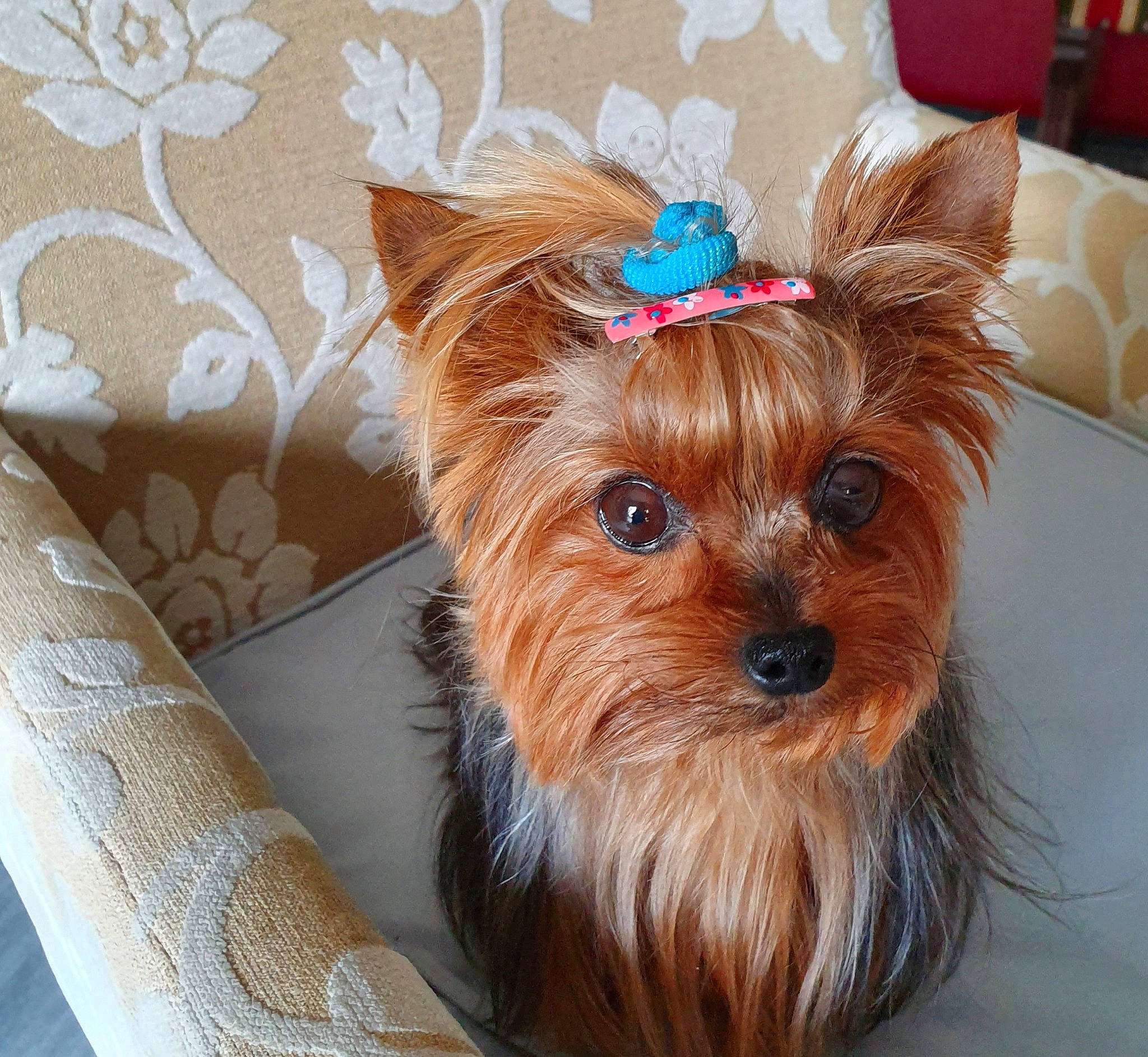 Jenny a rejoint le concours — aidez-le/la à gagner de superbes lots ! australian_silky_terrier, australian_terrier, biewer_terrier, canidae, carnivore, chinese_imperial_dog, companion_dog, dog, dog_breed, maltepoo, mammal, norwich_terrier, puppy, rare_breed_dog, small_terrier, terrier, toy_dog, vertebrate, yorkipoo, yorkshire_terrier