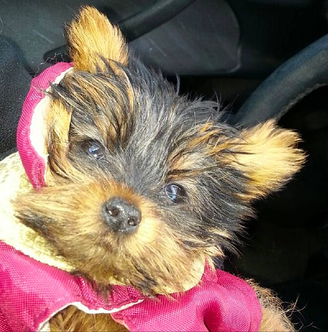 Jenny participe au concours pour gagner de l'argent avec cette photo : biewer_terrier, canidae, carnivore, chinese_imperial_dog, companion_dog, dog, dog_breed, maltepoo, mammal, morkie, puppy, schnoodle, shih_tzu, small_terrier, snout, terrier, toy_dog, vertebrate, yorkipoo, yorkshire_terrier