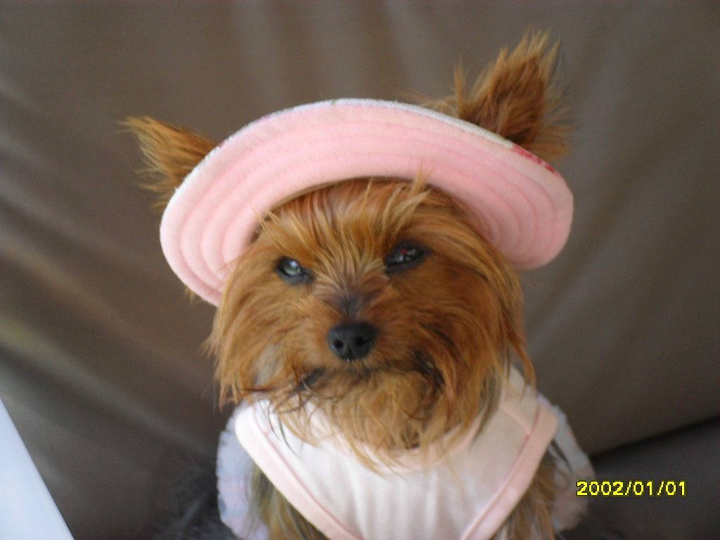 Jenny participe au concours pour gagner de l'argent avec cette photo : biewer_terrier, canidae, carnivore, chinese_imperial_dog, companion_dog, dog, dog_breed, dog_clothes, ear, hat, headgear, puppy, rare_breed_dog, small_terrier, terrier, toy_dog, yorkshire_terrier