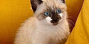 Wilson participe au concours pour gagner de l'argent avec cette photo : kitten, cat, siamese, blue_eyes, furry, pet, animal, cute, yellow_couch, indoor, young, sitting, curious, soft_fur, domestic_cat, whiskers, ears, portrait, closeup, feline