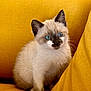 kitten, cat, siamese, blue_eyes, furry, pet, animal, cute, yellow_couch, indoor, young, sitting, curious, soft_fur, domestic_cat, whiskers, ears, portrait, closeup, feline