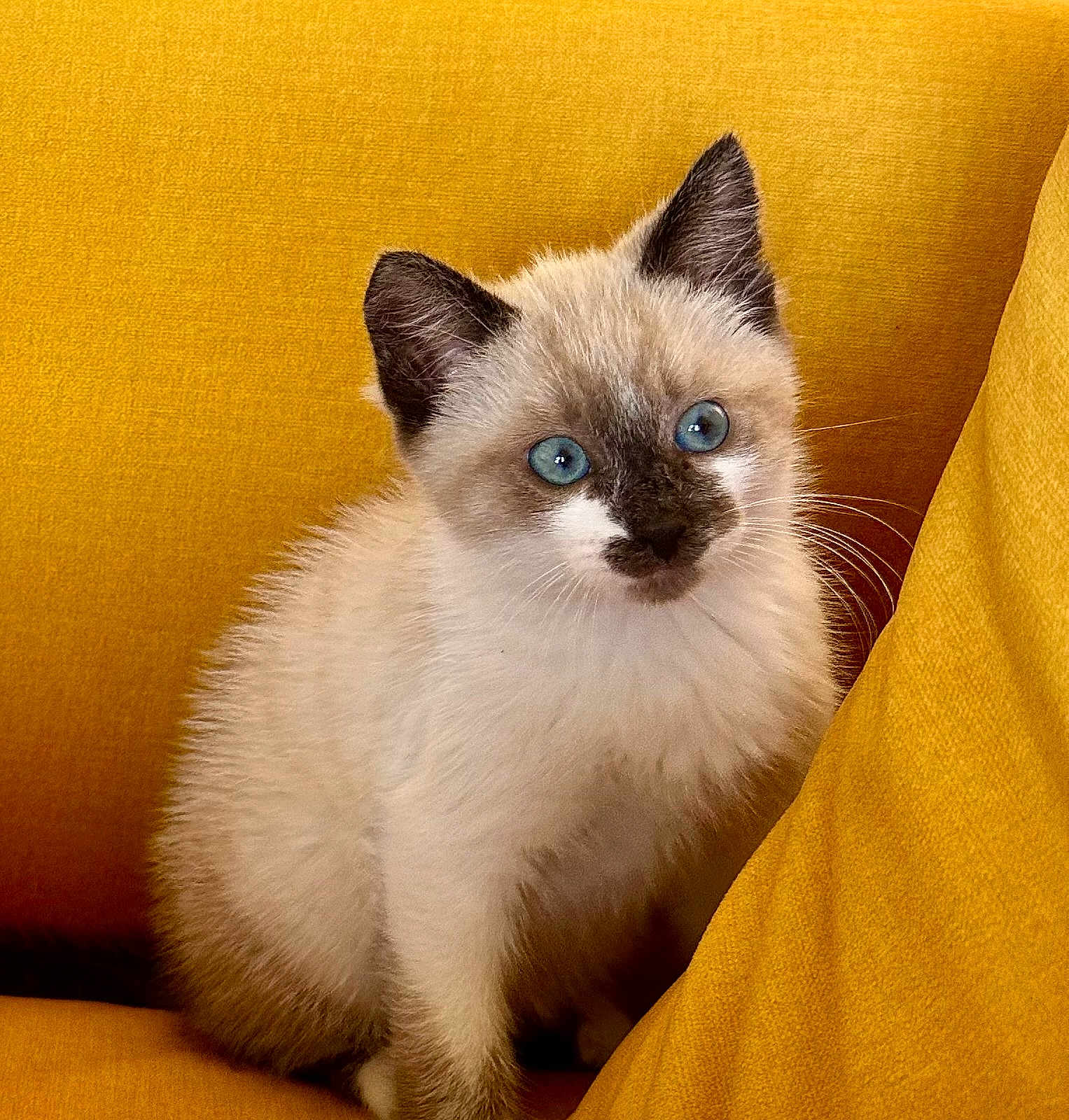 Wilson