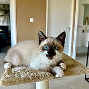 Wilson participe au concours pour gagner de l'argent avec cette photo : cat, kitten, siamese_cat, blue_eyes, pet, indoor, cat_tree, feline, animal, cute, domestic_cat, fur, whiskers, paws, relaxed, looking, living_room, home, furniture, young_cat