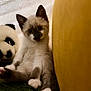Wilson a rejoint le concours — aidez-le/la à gagner de superbes lots ! kitten, cat, siamese, plush_toy, panda, cushion, yellow, white, black, fur, indoor, pet, cute, animal, relaxed, sitting, soft, cozy, curious, young