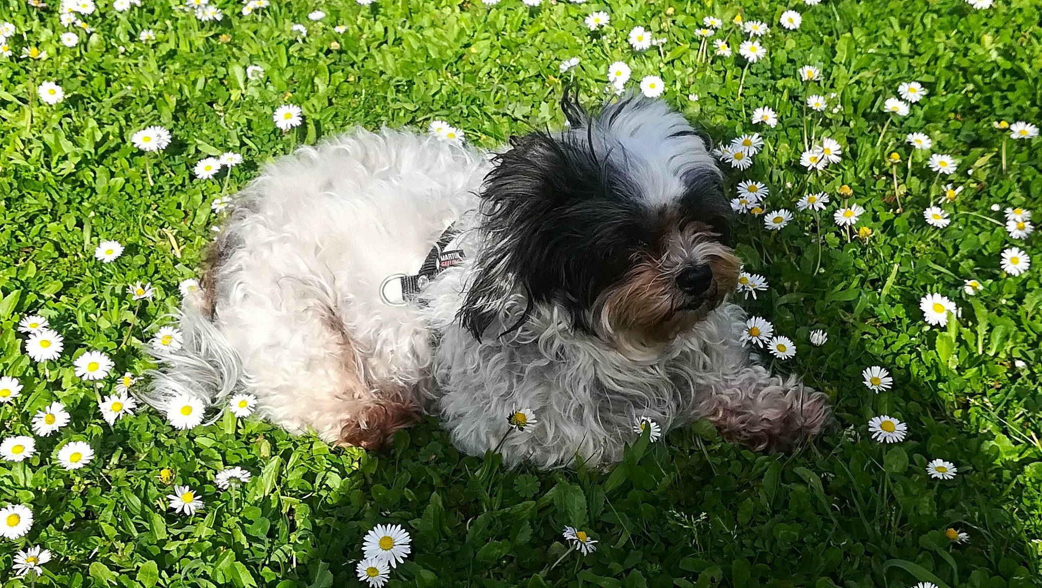 Engie a rejoint le concours — aidez-le/la à gagner de superbes lots ! bolonka, canidae, carnivore, chinese_imperial_dog, cockapoo, companion_dog, dog, dog_breed, grass, havanese, kyi_leo, lowchen, mammal, polish_lowland_sheepdog, poodle_crossbreed, puppy, schapendoes, shih_tzu, tibetan_terrier, vertebrate