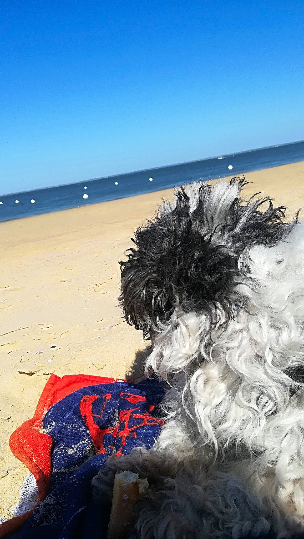 Engie a rejoint le concours — aidez-le/la à gagner de superbes lots ! affenpinscher, beach, cairn_terrier, canidae, carnivore, dog, dog_breed, havanese, miniature_schnauzer, non_sporting_group, sand, schapendoes, schnauzer, sea, sporting_group, standard_schnauzer, summer, terrier, tibetan_terrier, vacation