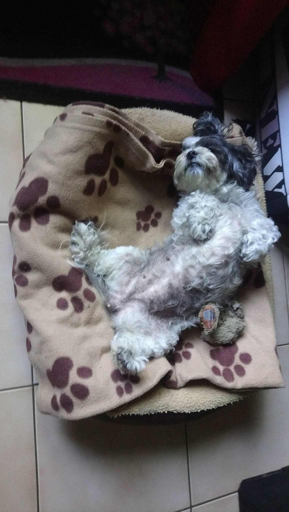 Engie a rejoint le concours — aidez-le/la à gagner de superbes lots ! canidae, carnivore, dog, dog_breed, fur, liver, non_sporting_group, puppy, shih_tzu, sporting_group, toy_dog