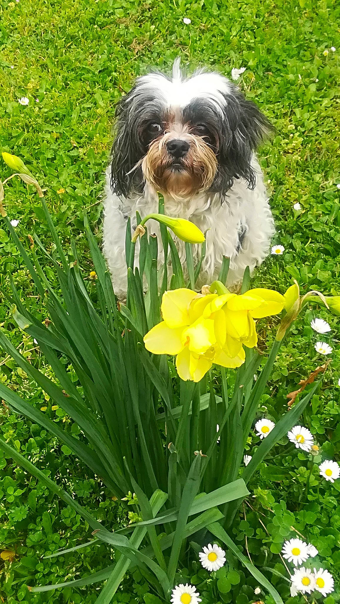 Engie participe au concours pour gagner de l'argent avec cette photo : bolonka, canidae, carnivore, cavapoo, companion_dog, dog, dog_breed, flower, havanese, kyi_leo, lowchen, mammal, petit_basset_griffon_vendeen, plant, puppy, rare_breed_dog, shih_tzu, sporting_group, tibetan_terrier, toy_dog