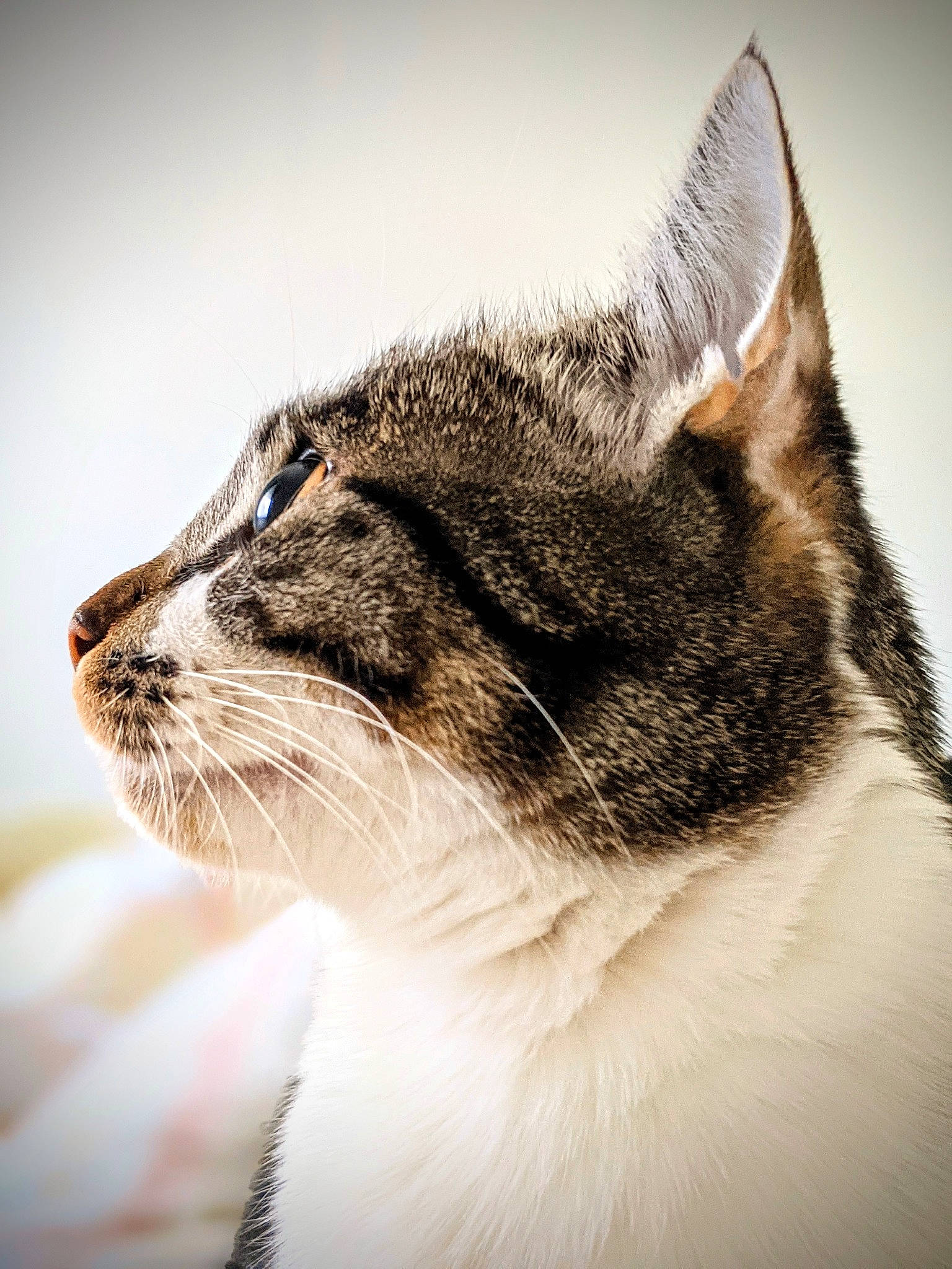 Jupiter a rejoint le concours — aidez-le/la à gagner de superbes lots ! carnivore, cat, close_up, domestic_short_haired_cat, eye, fang, felidae, fur, monochrome_photography, paw, plant, small_to_medium_sized_cats, snout, tail, terrestrial_animal, water, whiskers, wildlife, window