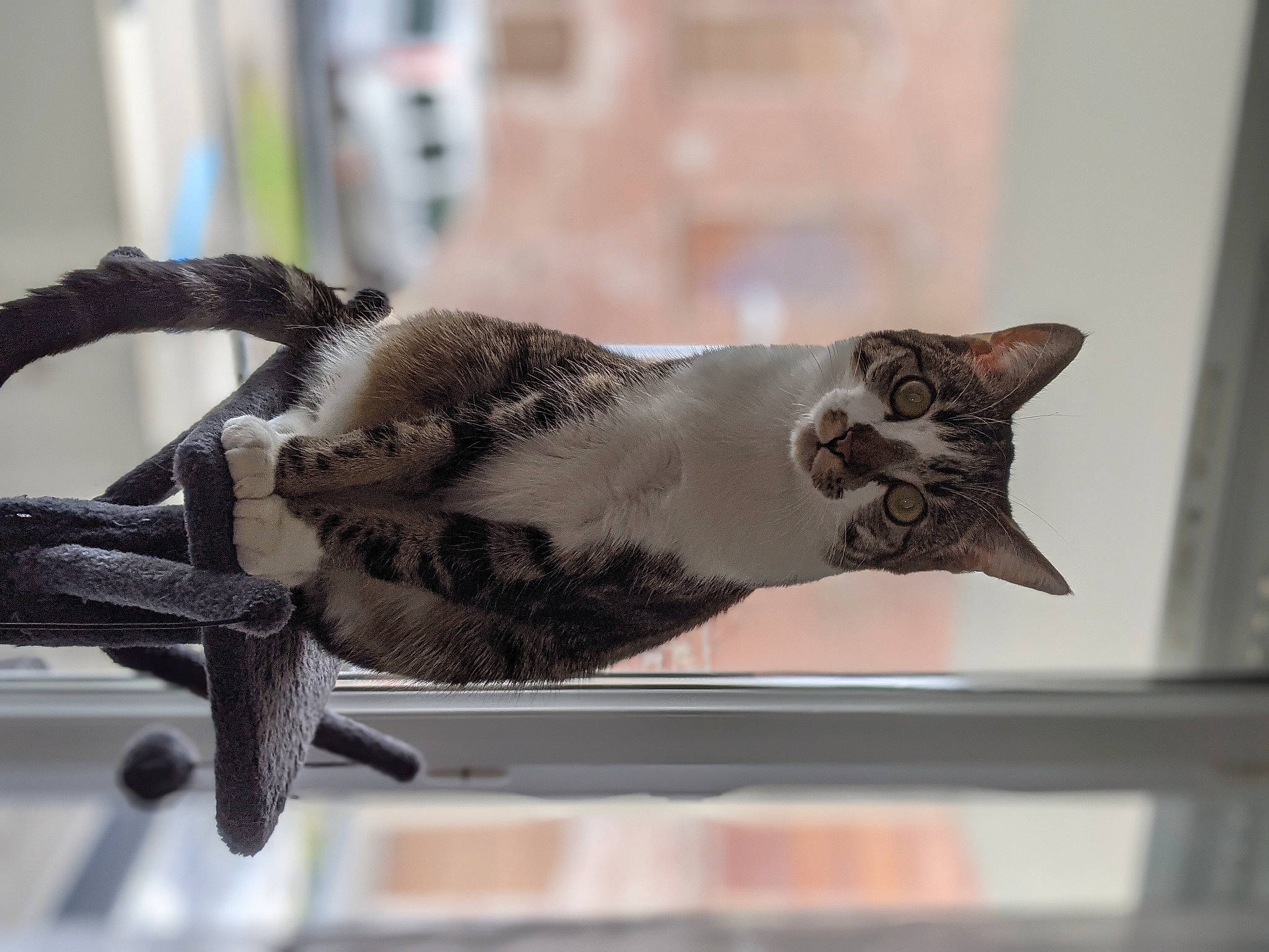 Jupiter participe au concours pour gagner de l'argent avec cette photo : bicycle_handlebar, carnivore, cat, claw, collar, domestic_short_haired_cat, felidae, fur, metal, pet_supply, plant, small_to_medium_sized_cats, snout, tail, whiskers, window, windshield, wood