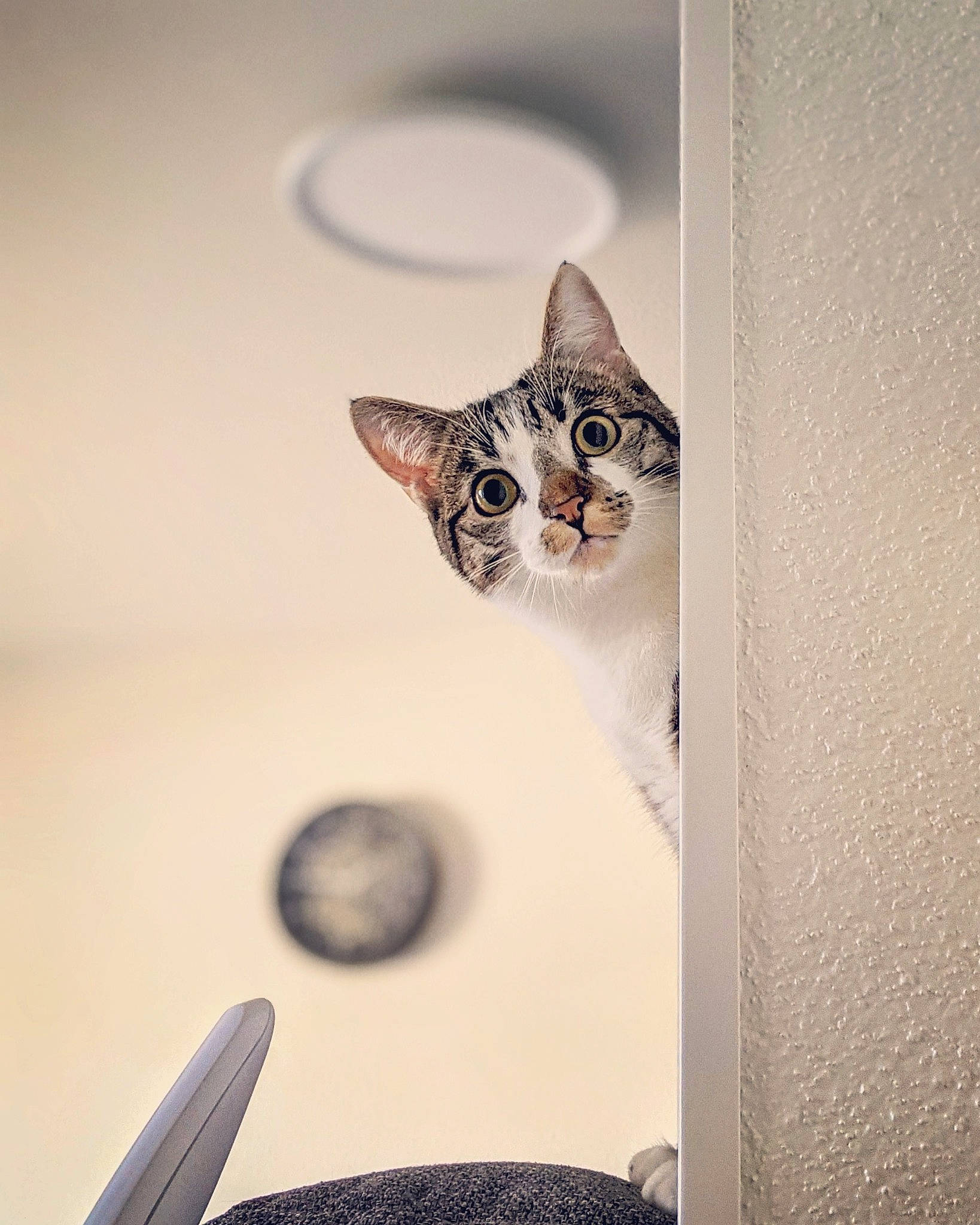 Jupiter a rejoint le concours — aidez-le/la à gagner de superbes lots ! art, carnivore, cat, ceiling, circle, domestic_short_haired_cat, door, felidae, grey, illustration, metal, monochrome, monochrome_photography, paper, room, small_to_medium_sized_cats, still_life_photography, visual_arts, whiskers, wood